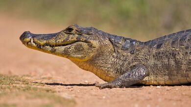 Un brasileño usa a un caimán vivo como arma en una pelea