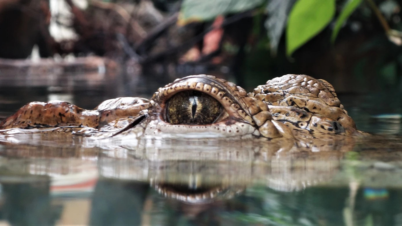 Cocodrilo