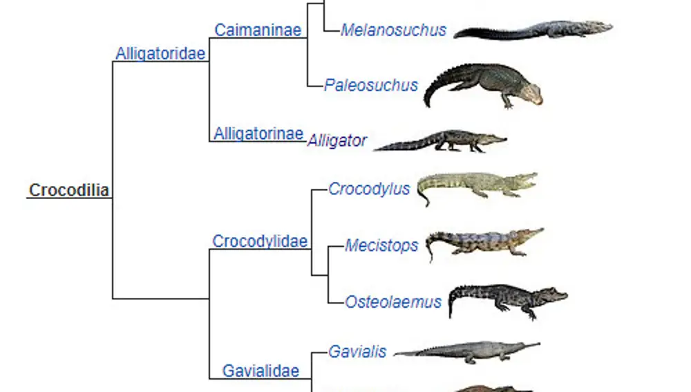 Cuál es la diferencia entre un cocodrilo, un caimán y un aligátor?