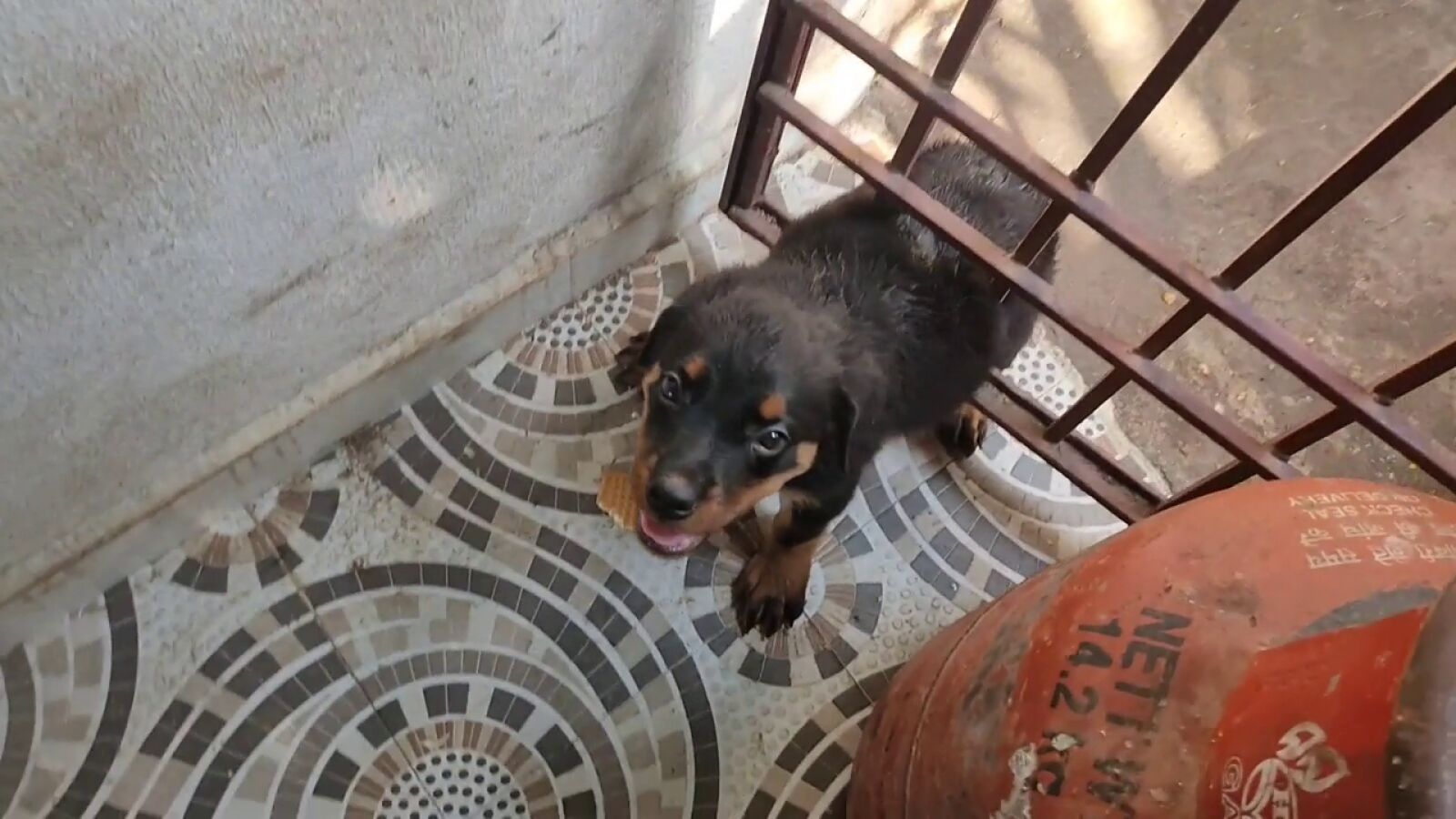 Un cachorro angustiado atrapado en una puerta de metal es rescatado