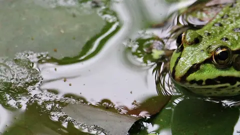 Imagen de archivo de una rana Imagen de archivo de una rana