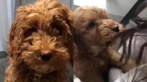 Un perrito con nariz con forma de corazón Un perrito con nariz con forma de corazón
