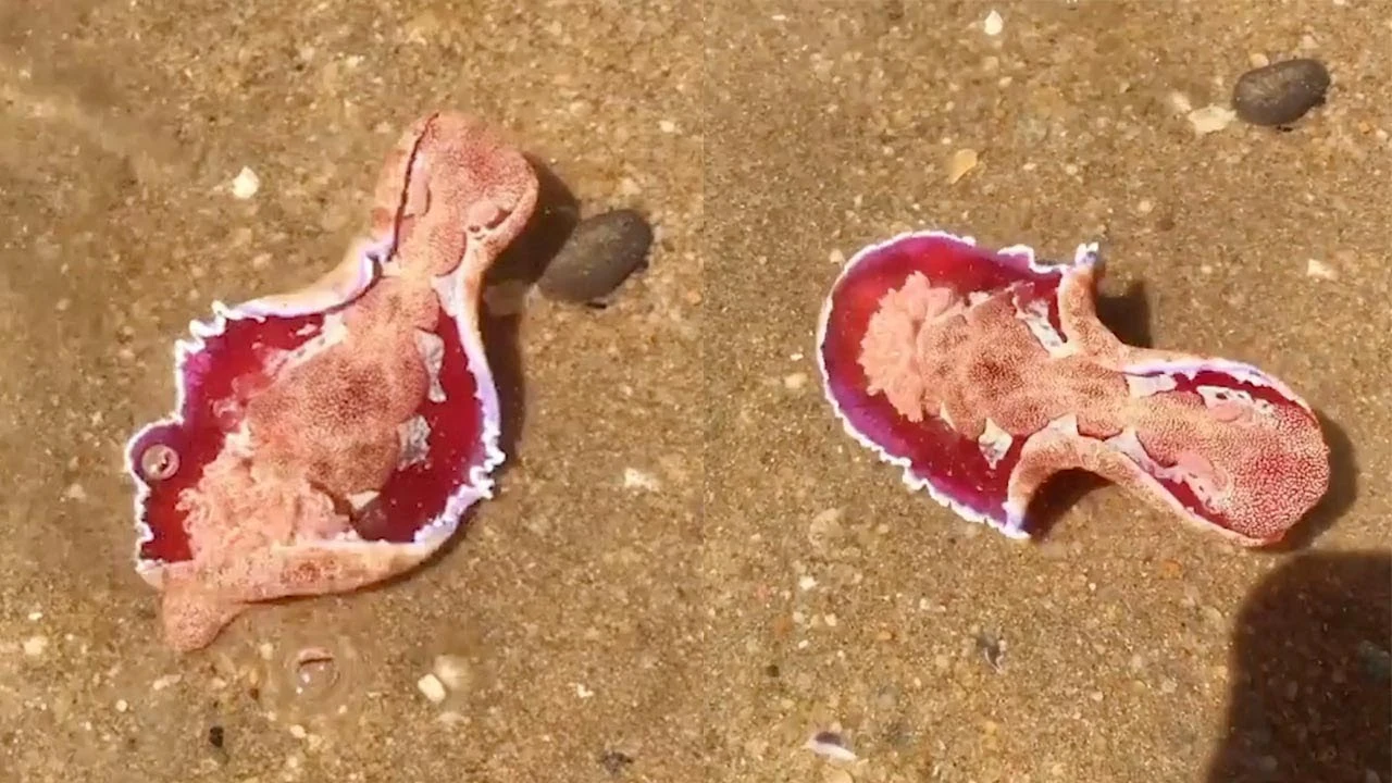 Nudibranquia Nudibranquia
