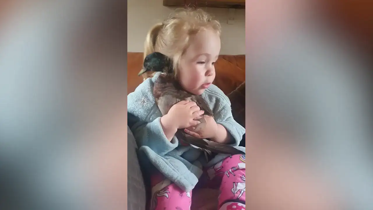 Adorables imágenes de una niña abrazando a su pato derretirán tu corazón