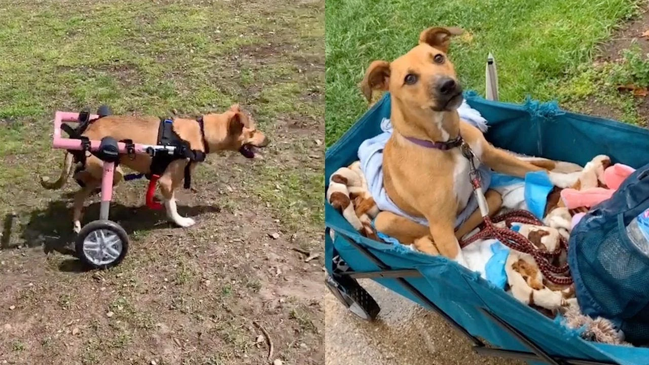 Esta perrita se qued&oacute; sin movilidad en las patas traseras