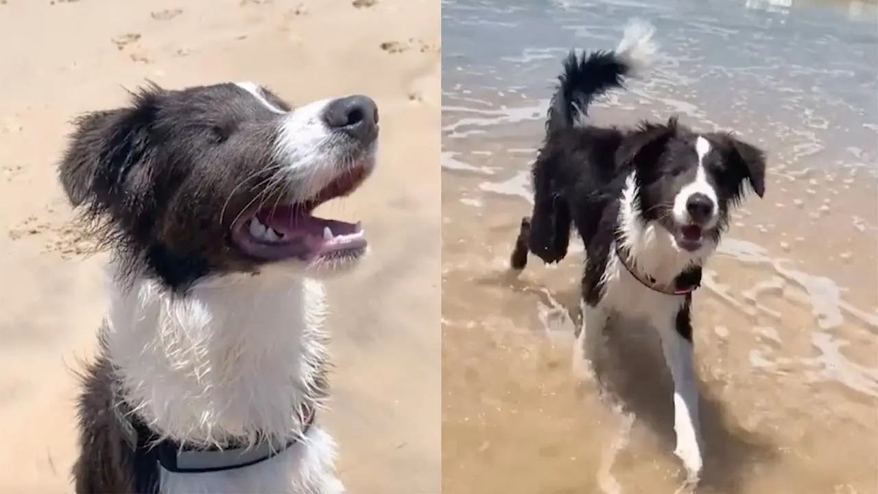 Perro ciego corriendo por la playa