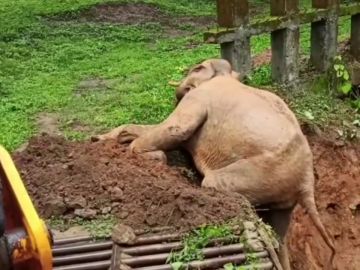 Usan una excavadora mecánica para rescatar a un elefante atrapado en el barro