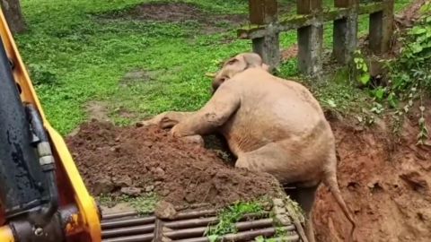 Usan una excavadora mecánica para rescatar a un elefante atrapado en el barro