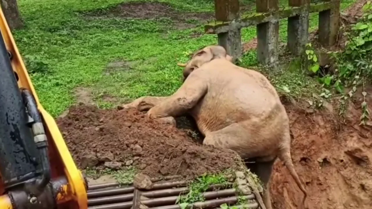 Usan una excavadora mec&aacute;nica para rescatar a un elefante atrapado en el barro