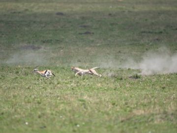 Un guepardo cazando a una gacela