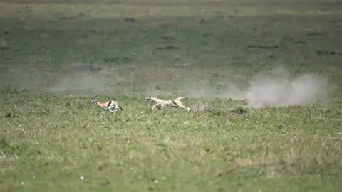 Un guepardo cazando a una gacela Increíbles imágenes de un guepardo persiguiendo y cazando a una gacela