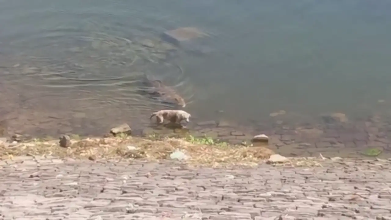 Un espeluznante vídeo muestra a un cocodrilo cazando y devorando a un perro  callejero