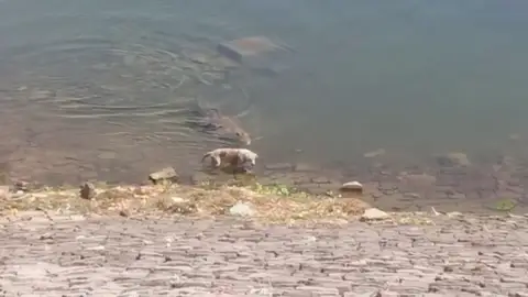 Cocodrilo atacando a un perro Cocodrilo atacando a un perro