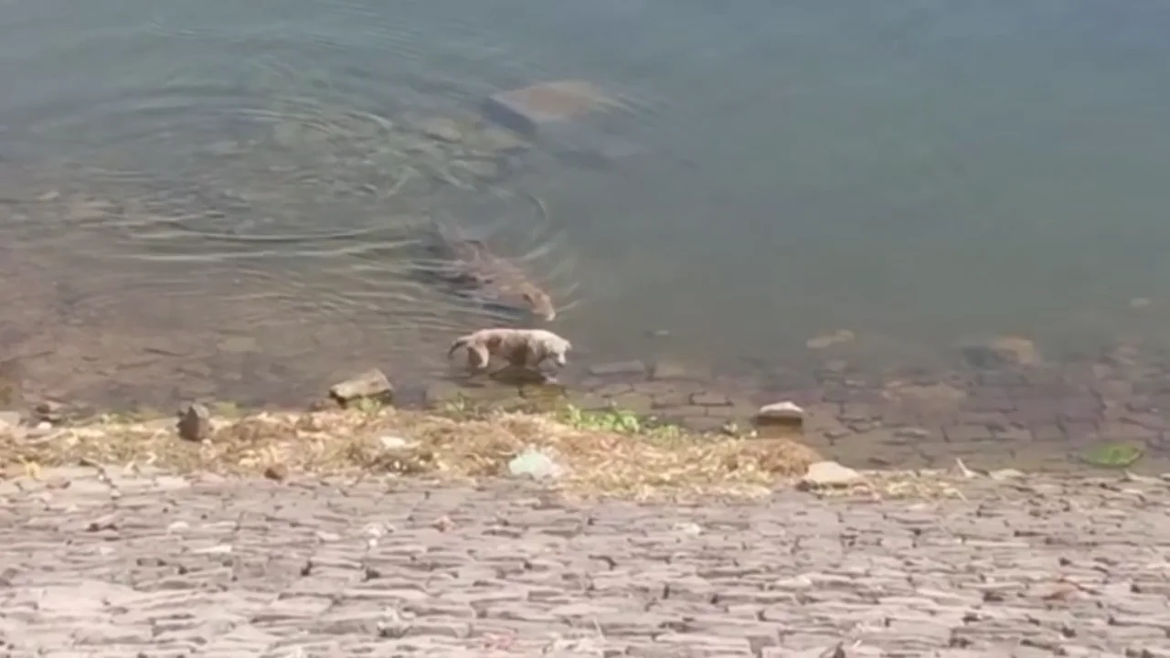 Cocodrilo atacando a un perro