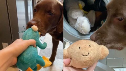 Perro con sus juguetes