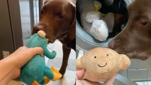 Perro con sus juguetes Perro con sus juguetes