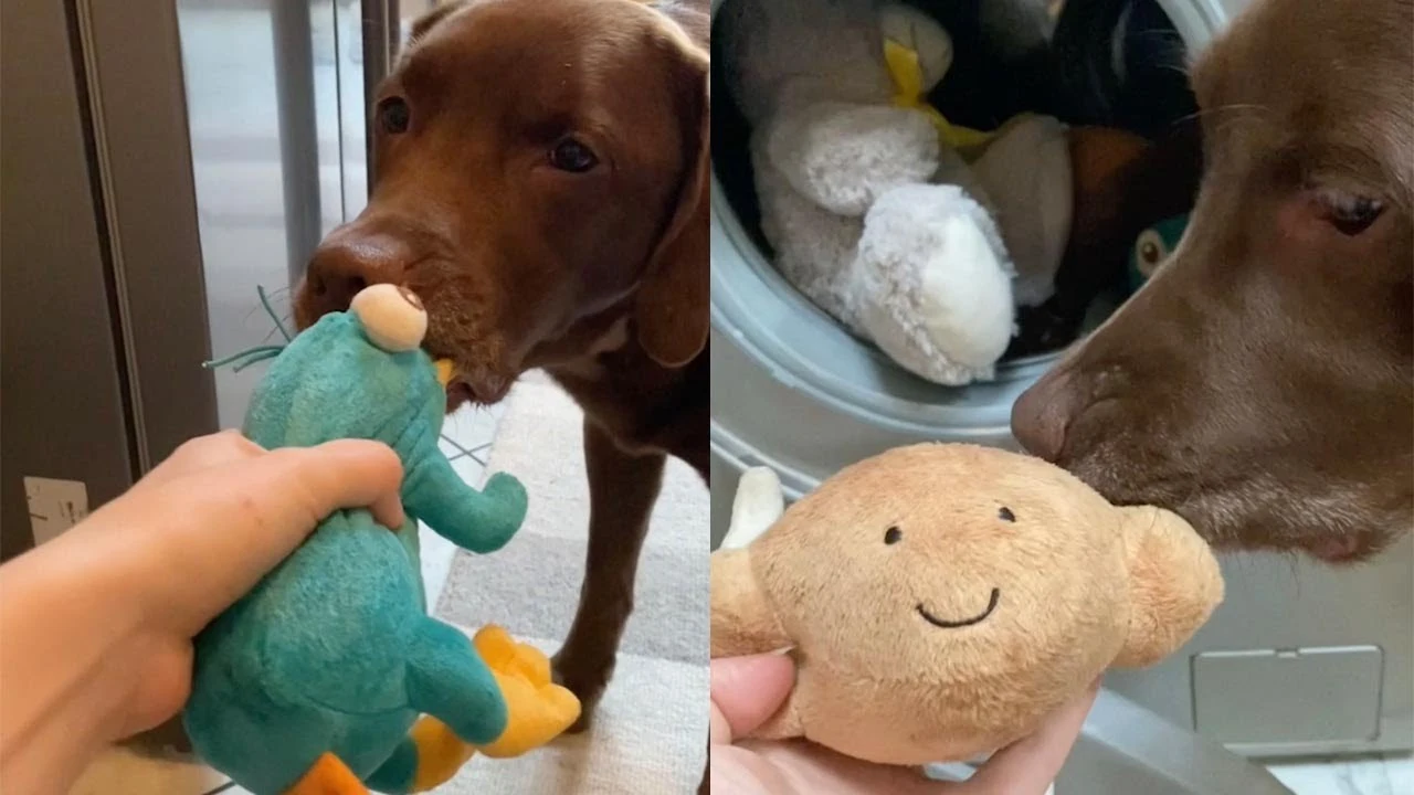 Perro con sus juguetes