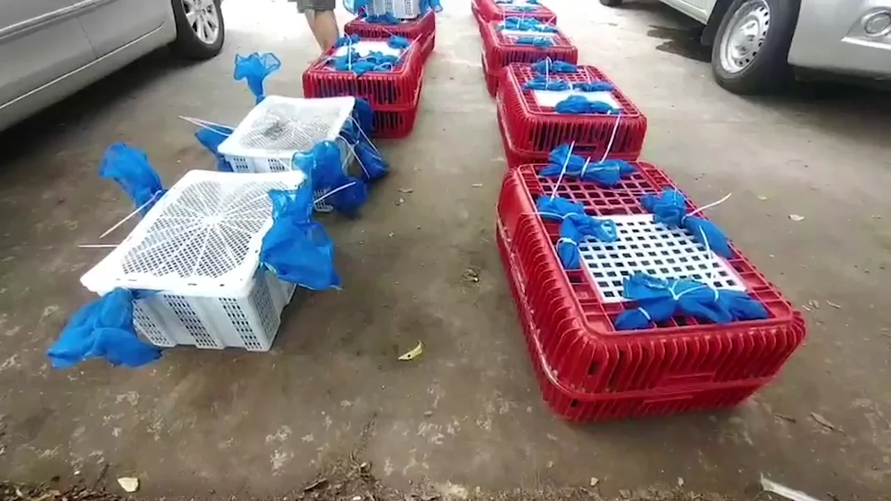 Incautan en Tailandia a cientos de monos que iban a ser enviados al extranjero para ser comidos