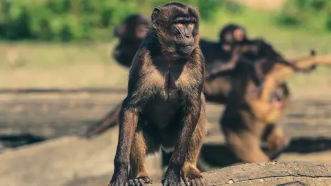 Monos Monos