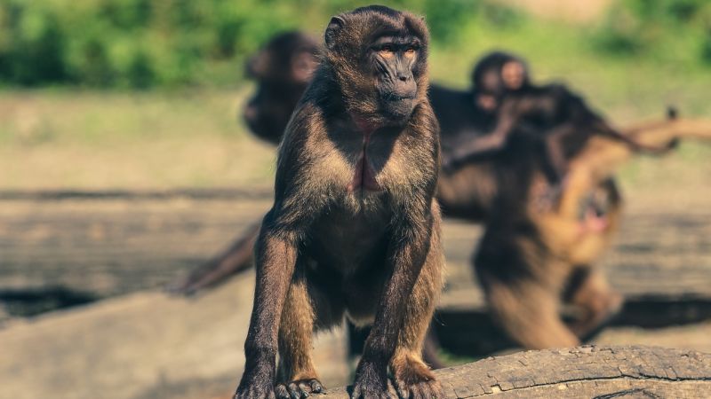 Arrestan a una mujer que se metió en el recinto de los monos de un zoo para darles cheetos