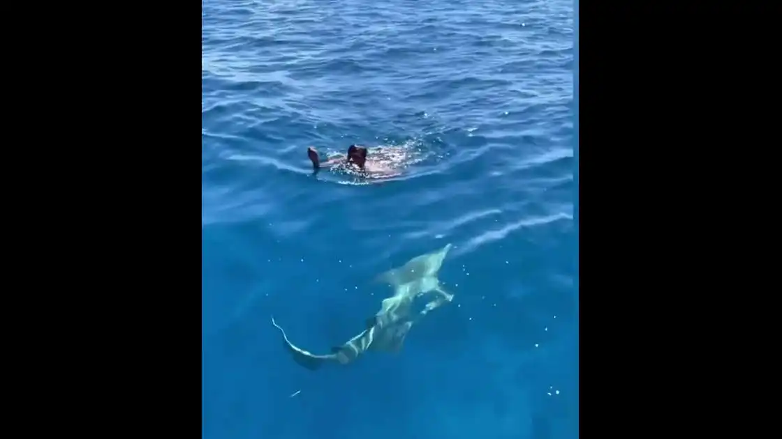 Nadando entre tiburones
