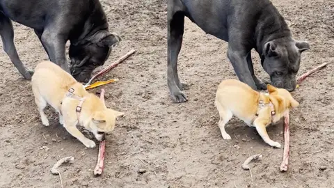 Chihuahua peleando con un perro más grande Chihuahua peleando con un perro más grande