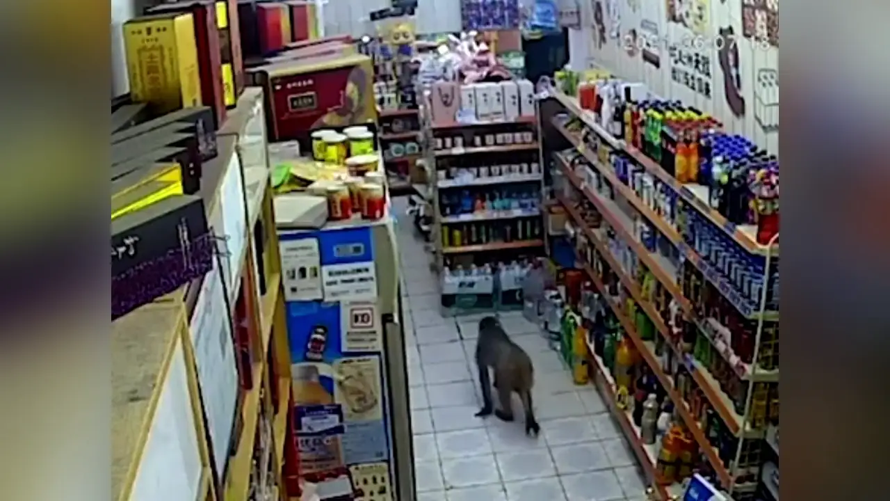 Un mono se cuela en una tienda, roba una bebida y huye corriendo