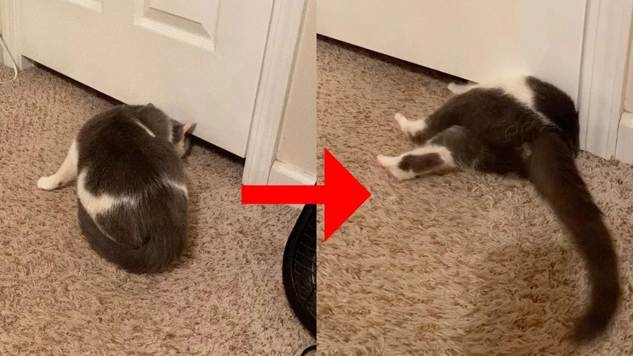 Gato meti&eacute;ndose debajo de la puerta