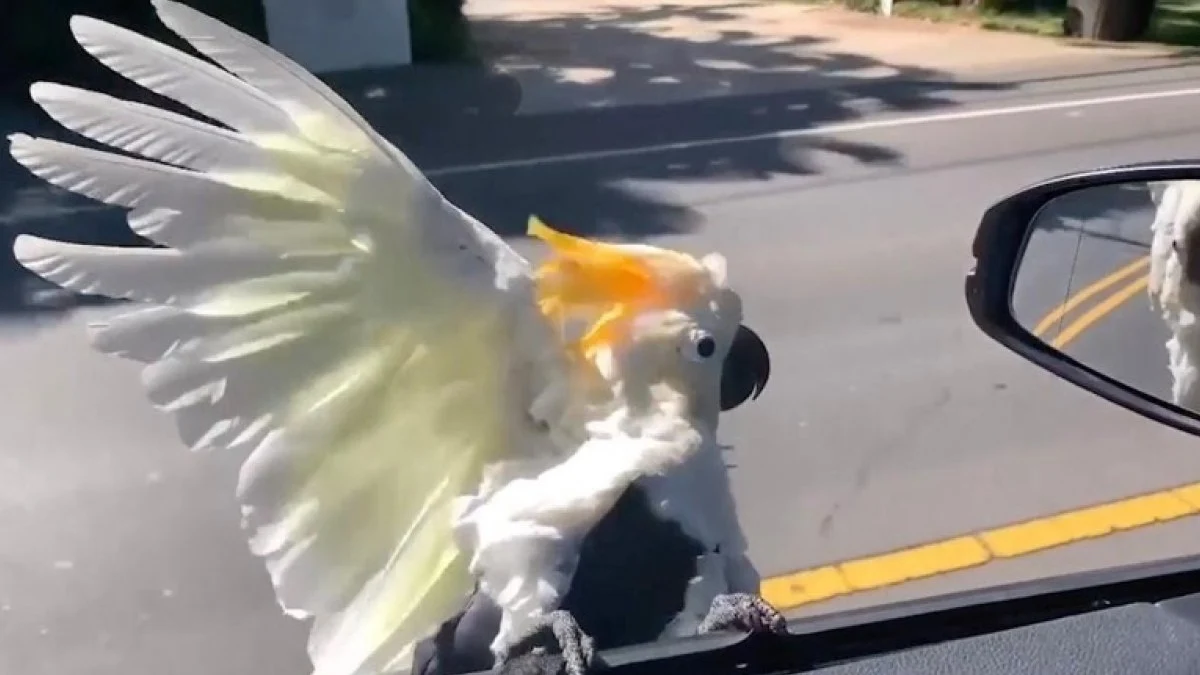 Koko, la cacatúa