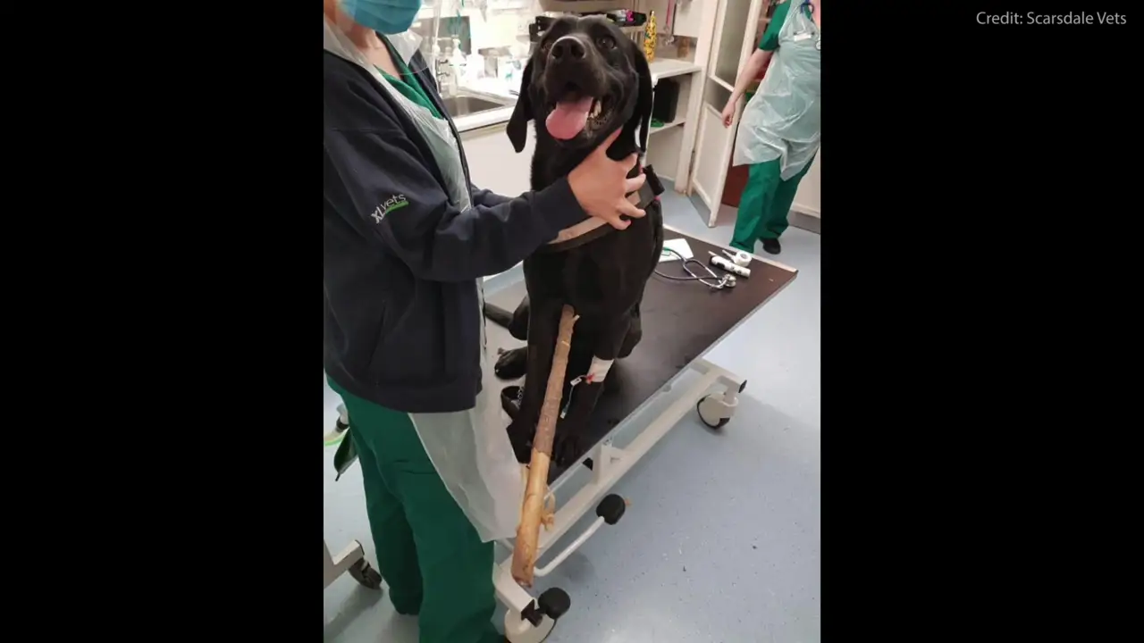 Cirujanos salvan la vida a una perra que se empaló con una rama de un metro de largo mientras perseguía una pelota