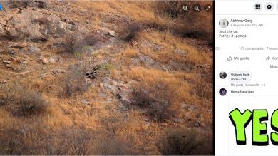 ¿Puedes encontrar al leopardo escondido en esta foto?