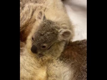 Un koala ciego y su adorable bebé rescatados de la muerte al encontrarlos perdidos en una carretera de Australia