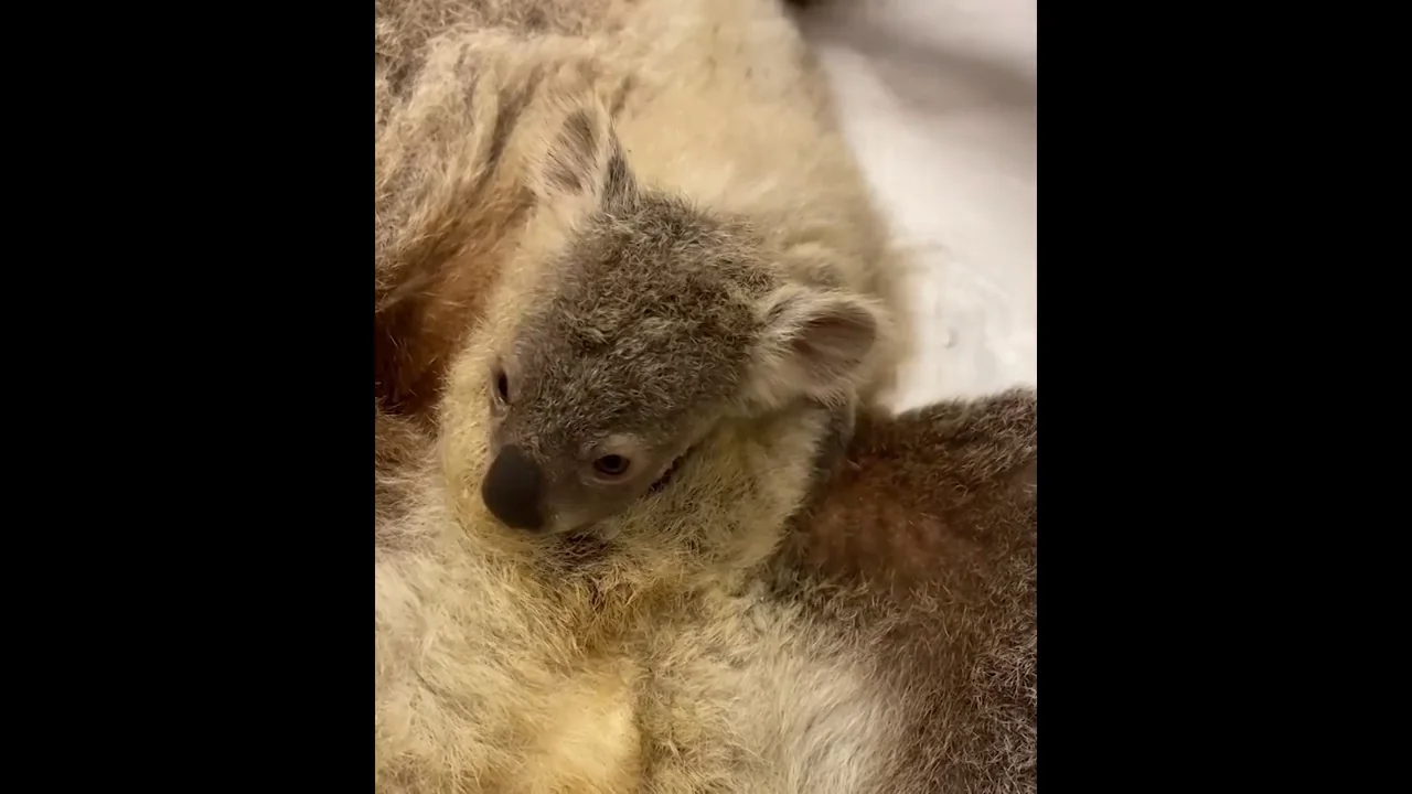 Un koala ciego y su adorable beb&eacute; rescatados de la muerte al encontrarlos perdidos en una carretera de Australia