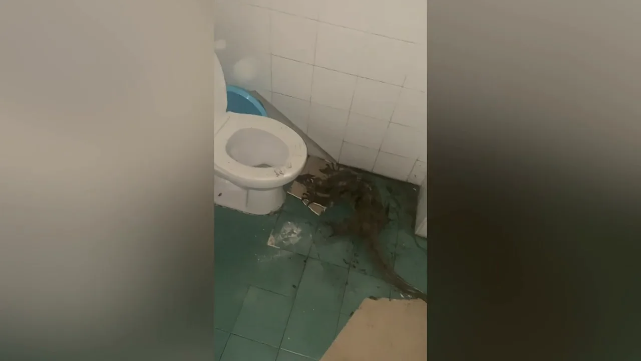 Abre la puerta del ba&ntilde;o y cae un lagarto gigante del techo