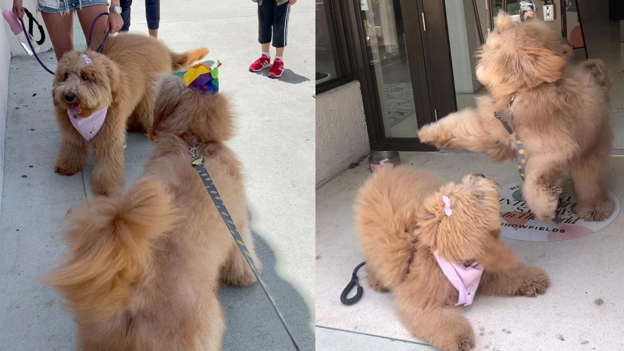 Perros hermanos se reconocen