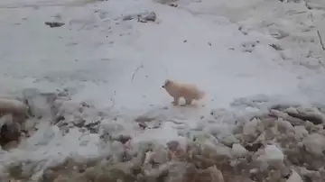 Unos marineros rusos rescatan a un perro perdido en mitad del hielo en el Ártico