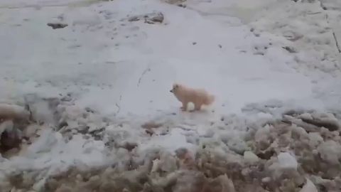 Unos marineros rusos rescatan a un perro perdido en mitad del hielo en el Ártico