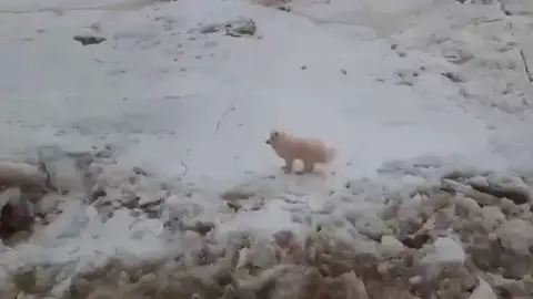 Unos marineros rusos rescatan a un perro perdido en mitad del hielo en el Ártico Unos marineros rusos rescatan a un perro perdido en mitad del hielo en el Ártico