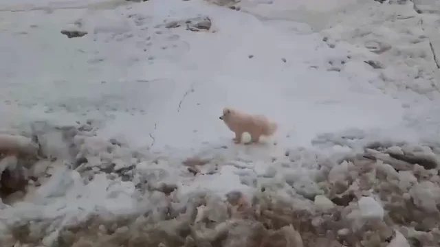 Unos marineros rusos rescatan a un perro perdido en mitad del hielo en el Ártico