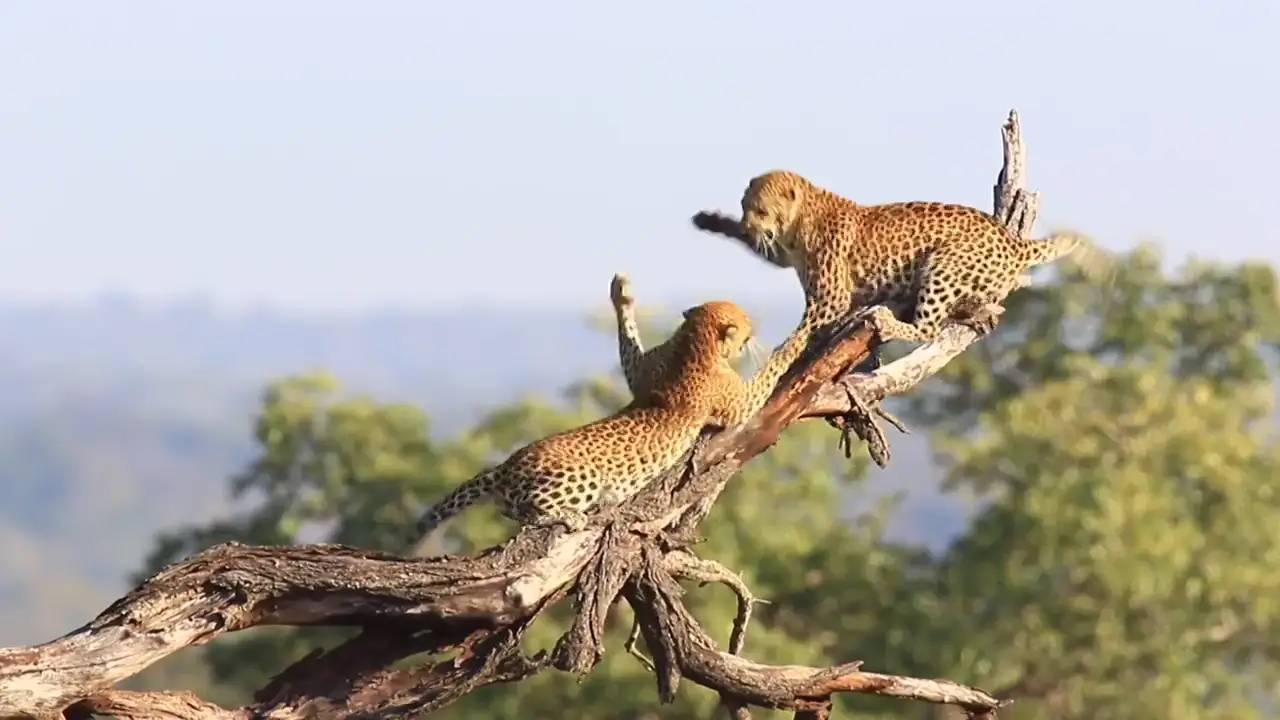 Graban a un par de leopardos en una dramática pelea