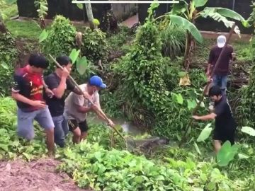Capturan a una docena de cocodrilos que habían escapado tras una inundación en Tailandia