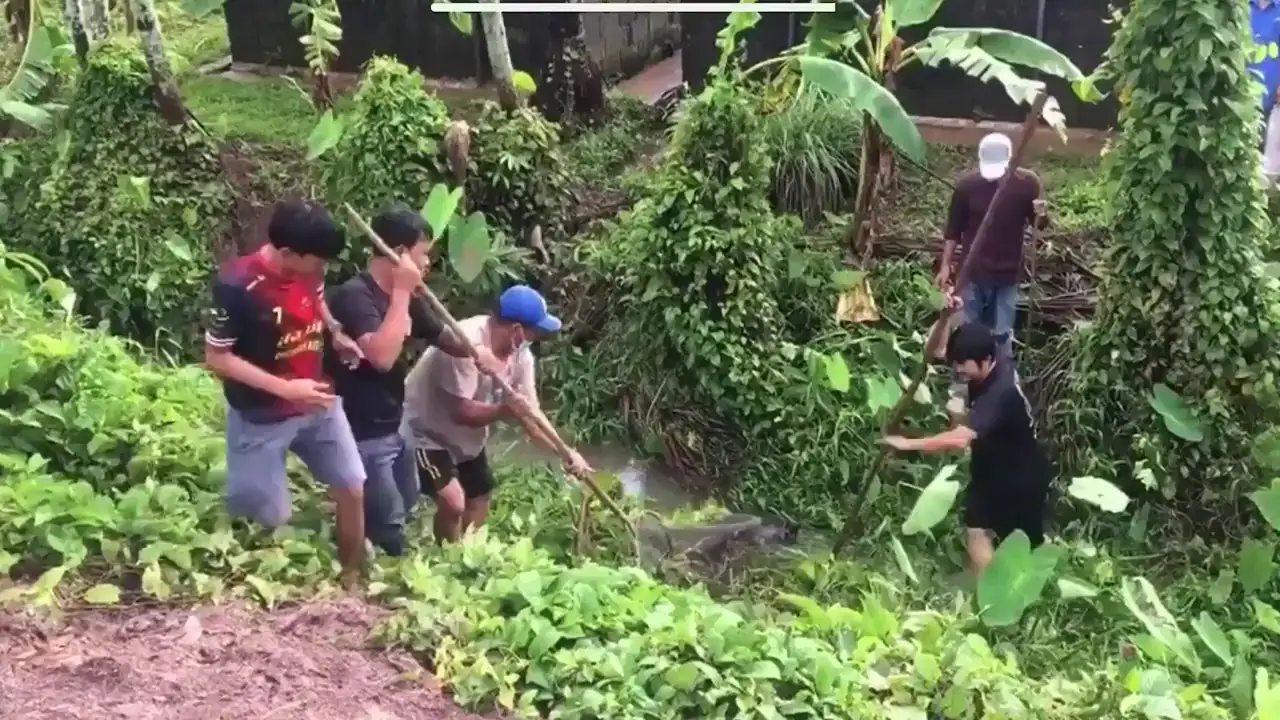 Capturan a una docena de cocodrilos que habían escapado tras una inundación en Tailandia