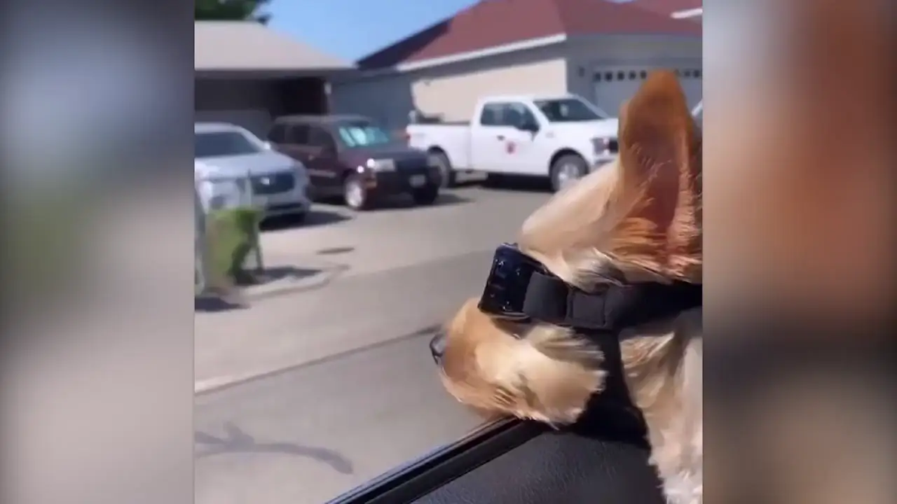 Un perrito al que le gusta pasear en coche por la ciudad se vuelve viral