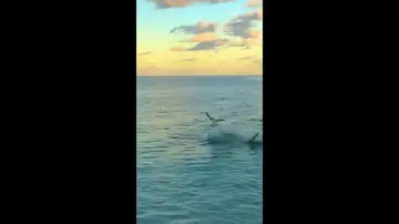 El trepidante momento en que una raya bebé lucha por sobrevivir contra tiburón mucho más grande