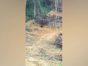 Desgarrador momento en que un oso malayo en peligro de extinción camina desesperado después de que destruyeran su bosque