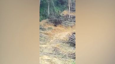 Desgarrador momento en que un oso malayo en peligro de extinción camina desesperado después de que destruyeran su bosque