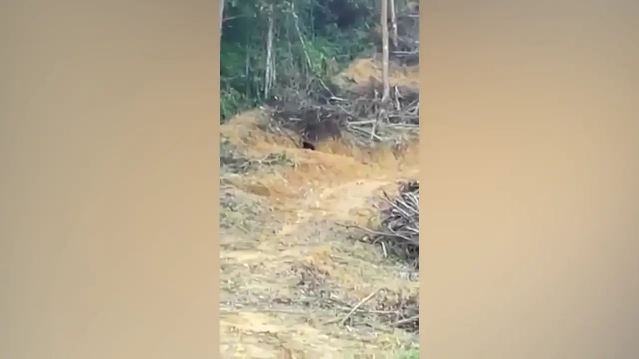 Desgarrador momento en que un oso malayo en peligro de extinción camina desesperado después de que destruyeran su bosque