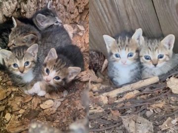 Cuatro gatitos callejeros abandonados