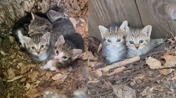 Cuatro gatitos callejeros abandonados