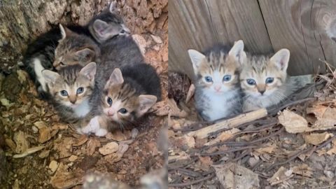 Cuatro gatitos callejeros abandonados